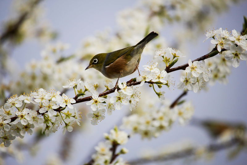 primavera-pájaro