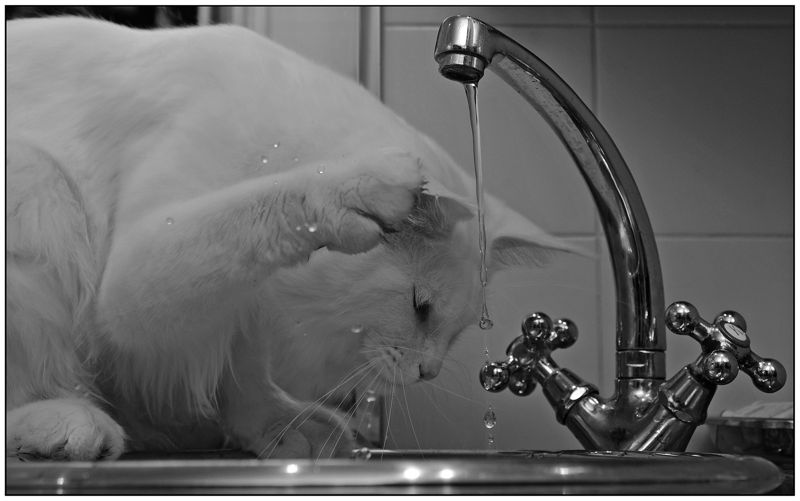 corte de agua_gato